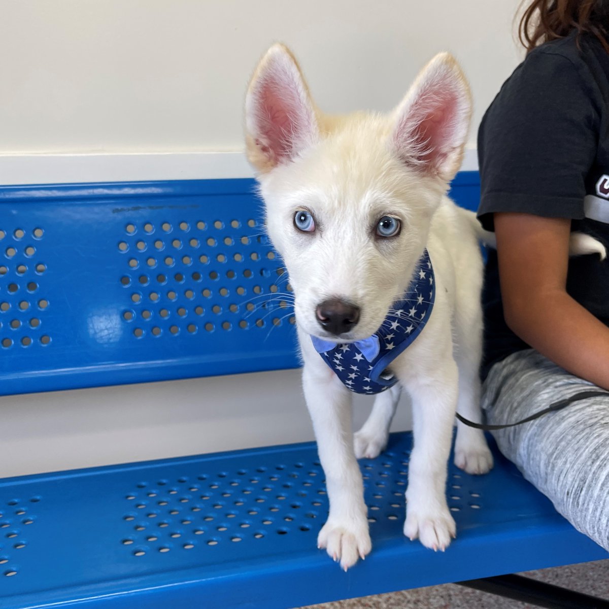 HoustonHumane's tweet photo. Exciting News from Houston Humane Society's Animal Wellness Clinic!

In July, get your pet's surgery on Tuesdays and Fridays and they'll get a FREE microchipping!

Call (713) 433-6421 to book your appointment! 🐾❤️

#HoustonHumaneSociety #WellnessWednesday #FreeMicrochipping https://t.co/H7N4PLX5ao