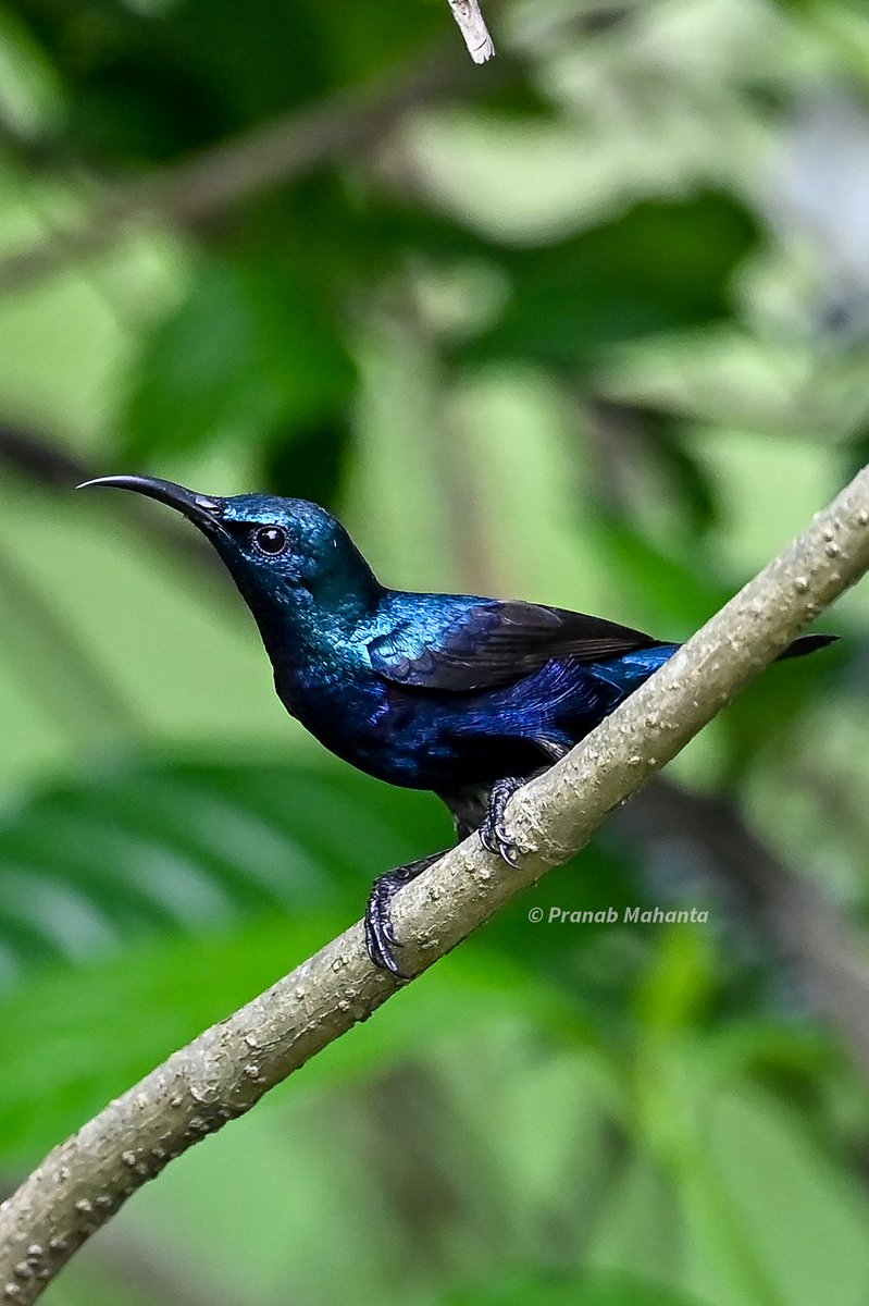 The purple sunbird (Cinnyris asiaticus)is a small bird in the sunbird family  #IndiAves #BBCWildlifePOTD #birdwatching #ThePhotoHour #birdphotography #NaturePhotography #birding #birds <a href="/NatureattheBest/">Nature at the Best</a> <a href="/WildlifeMag/">BBC Wildlife</a> <a href="/NatGeoIndia/">Nat Geo India</a> <a href="/SonyBBCEarth/">Sony BBC Earth</a>