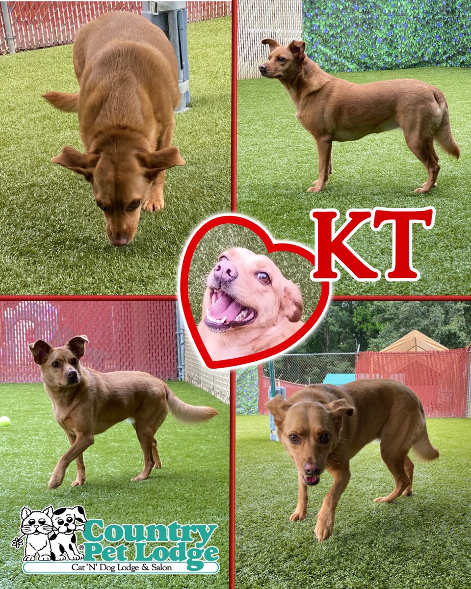 CountryPetLodge's tweet photo. KT, the heart of our playtime! πΎπ Running, wagging, and having a blast at Country Pet Lodge! πΆποΈ #KT #HappyPaws #PlaytimeFun #LabMixLove #CountryPetLodgeAdventures https://t.co/ILXts13TLo