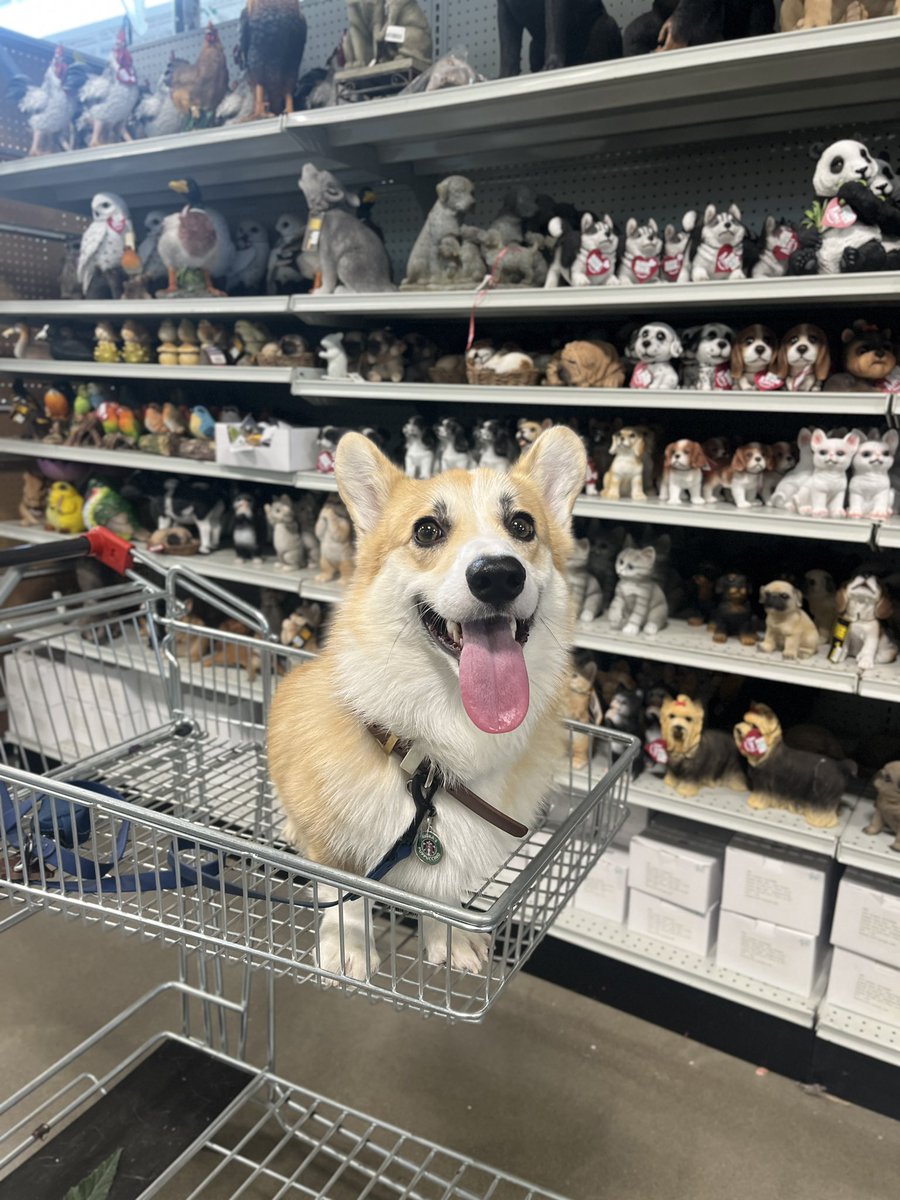 Moka the Corgi tweet media