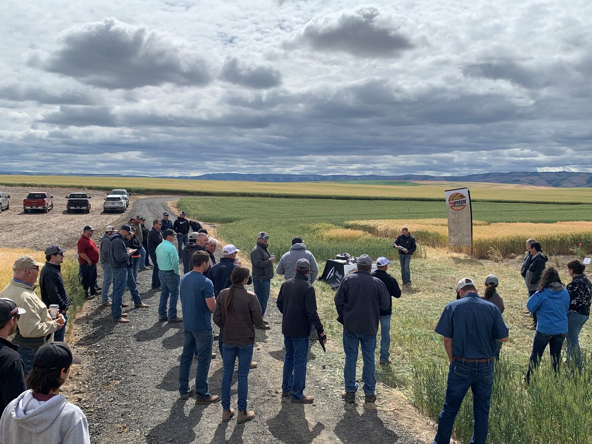 AlbaughLLC's tweet photo. Albaugh customers in the PNW were treated to an exclusive tour to learn about the newest #CoAXium wheat varieties from @LimagrainWheat, plus Aggressor AX herbicide stewardship, #MiCrop #fungicide, and the latest on Albaugh #seedtreatments. Thanks for joining us! #YourAlternative https://t.co/yQDLMEky1B