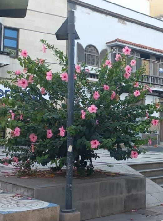 StopArboricidio's tweet photo. Mira lo preciosos que estaban estos hibiscus en C/Francisco Gourie y como los dejaron la semana pasada!
#QuePasada!
#EnVeranoNoSePoda
#StopPodasSalvajes https://t.co/W6aEDHEMR3
