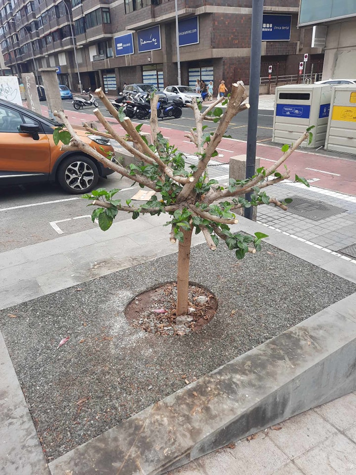 StopArboricidio's tweet photo. Mira lo preciosos que estaban estos hibiscus en C/Francisco Gourie y como los dejaron la semana pasada!
#QuePasada!
#EnVeranoNoSePoda
#StopPodasSalvajes https://t.co/W6aEDHEMR3
