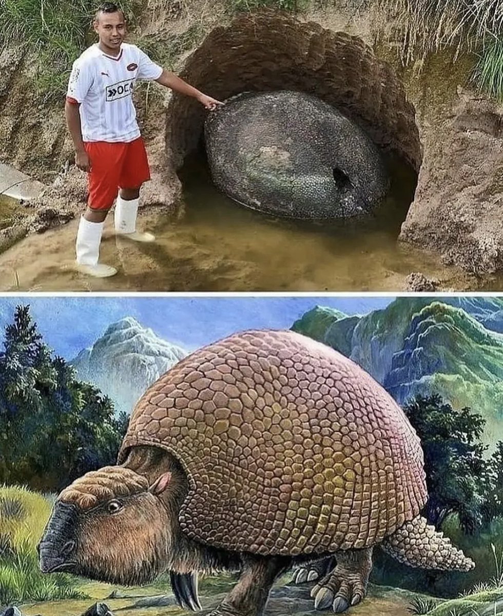 In addition to its iconic appearance, the discovery of Glyptodon remains provides valuable insights into the prehistoric ecosystems of Latin America. The Glyptodon, scientifically known as Glyptodon clavipes, belonged to the family Glyptodontidae, which was part of the larger