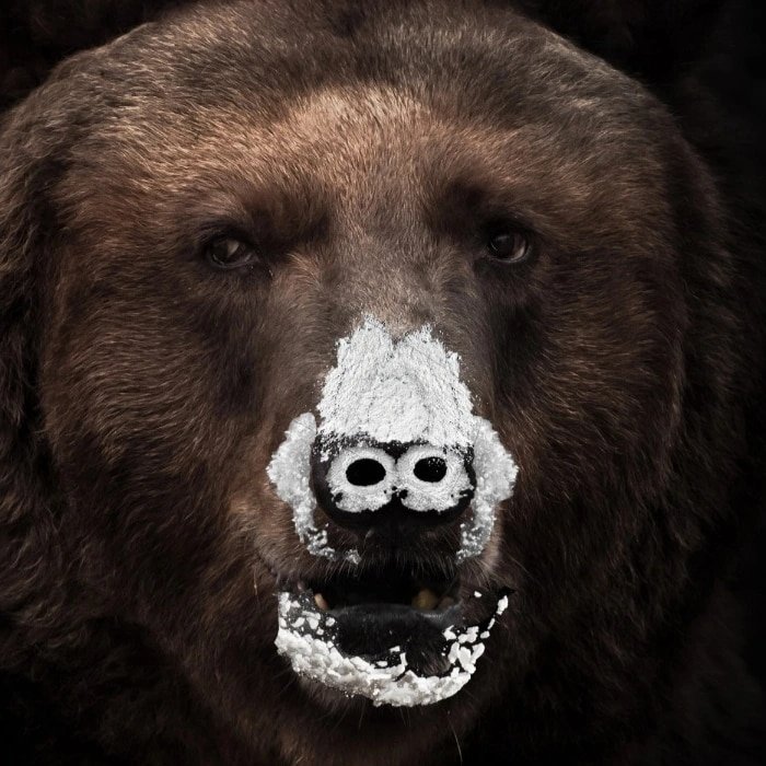 Floridaluvr6's tweet photo. This was the culprit behind the cocaine in the W.H. 🤣🤣 https://t.co/vqWQKtj9wK