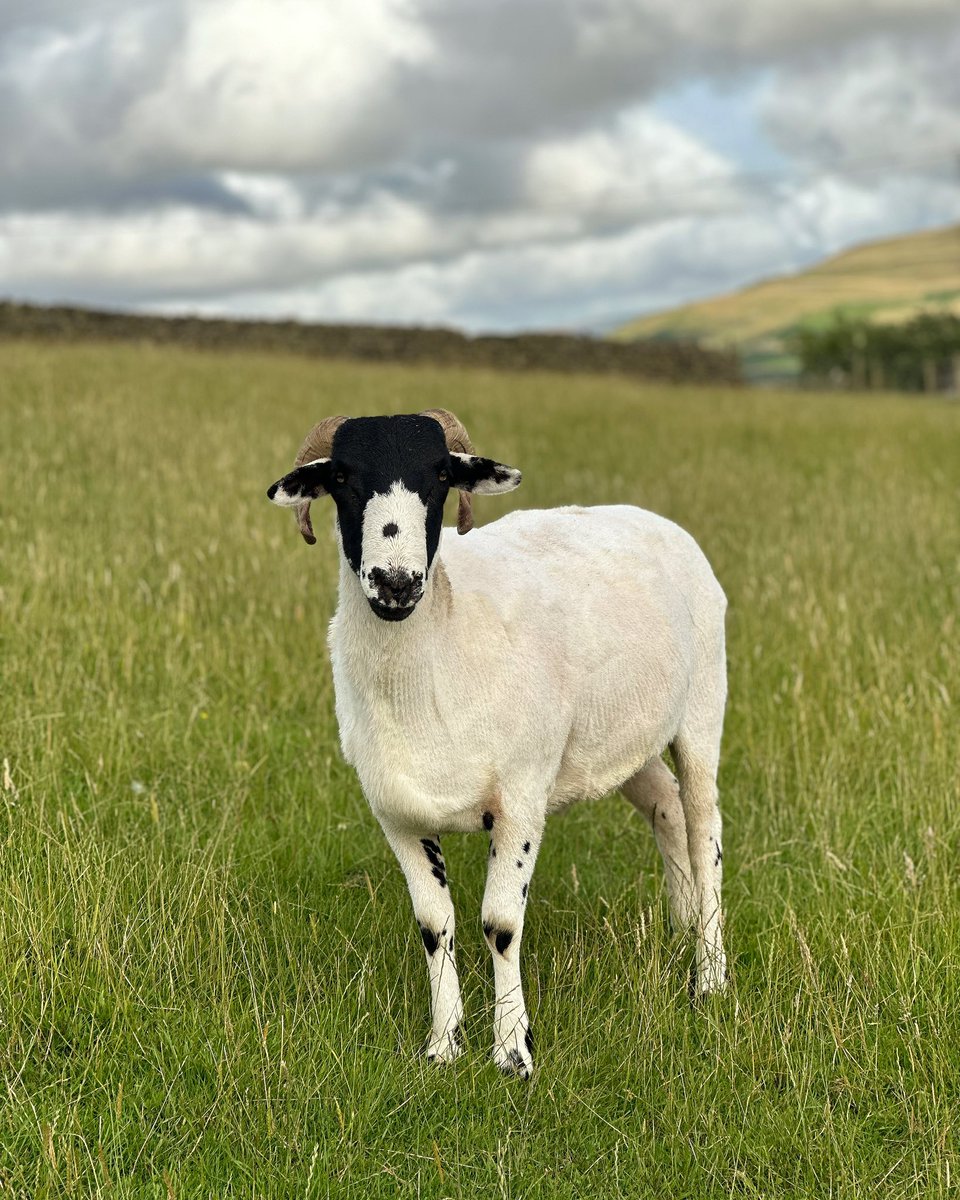 woolismybread's tweet photo. Scarlett Lily ❤️a beautiful 1 years old sheep named after my daughter… it’s her first wool clip she is now a Shearling. #sheep #sheared #clipped #wool #woolfarm https://t.co/b3JoQlC6MH