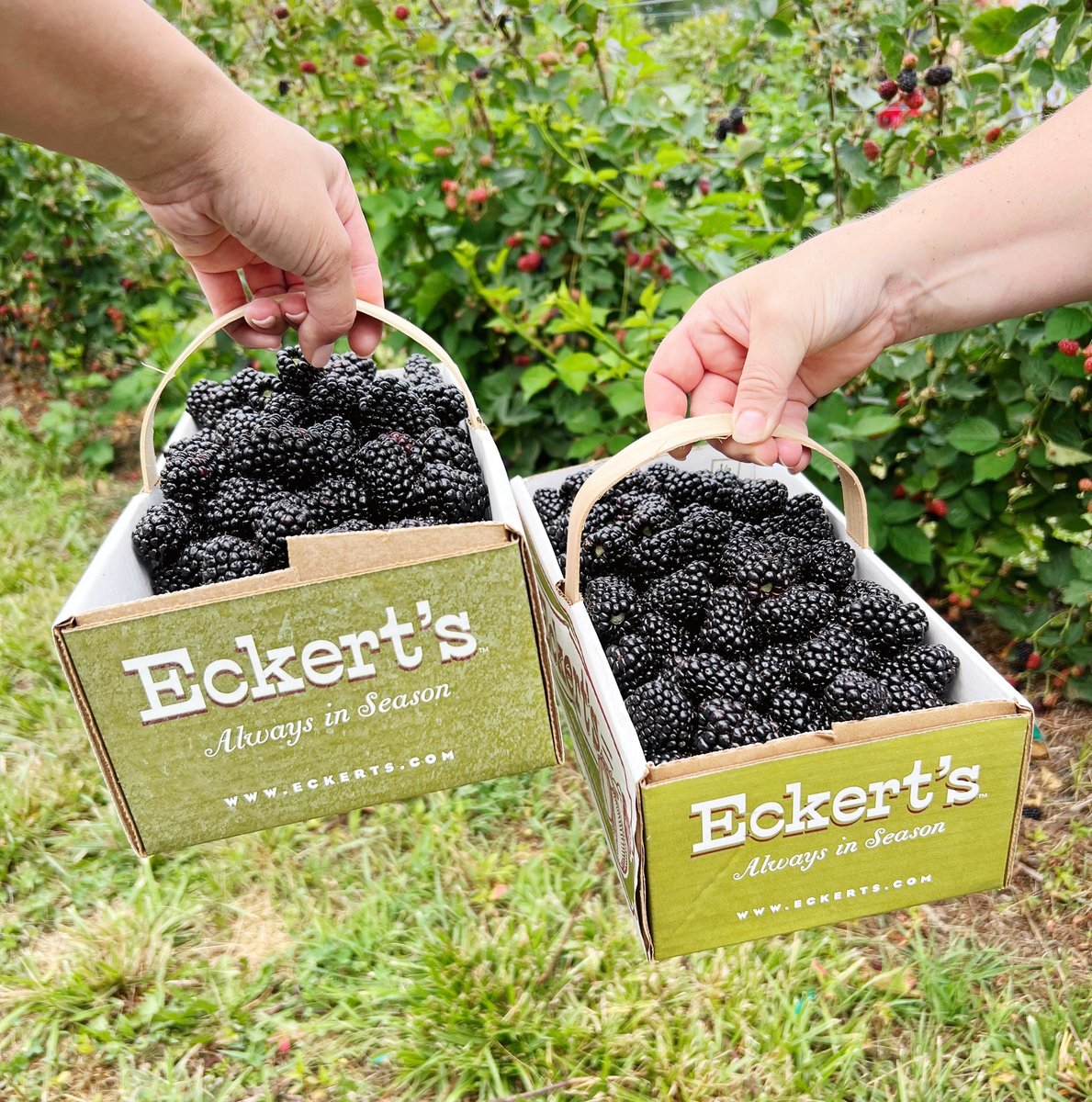 Blackberry picking is open at <a href="/eckertfarms/">Eckert's Farms</a>! Pick Your Own (PYO) is one of my favorite summer time activities, and the main location in belleville has all the things. I love going there and making a morning out of it.

Usually, I would make jam, but I may eat these all.🤪 And save