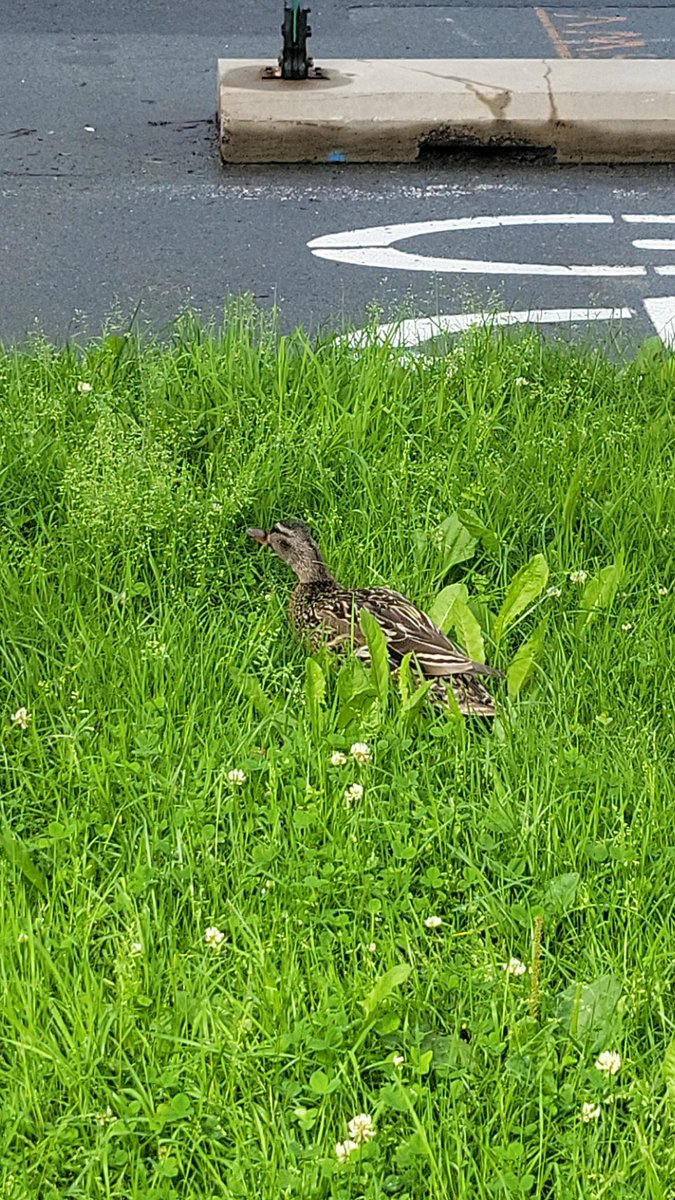 ˖𓈒❤︎︎𝔭𝔯𝔲𝔫𝔢❤︎︎𓈒˖ tweet media