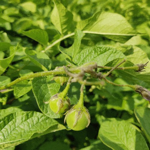 What IS that? We have been asked several times this week about the tomato-pod-like thing on our customer's regular potatoes.