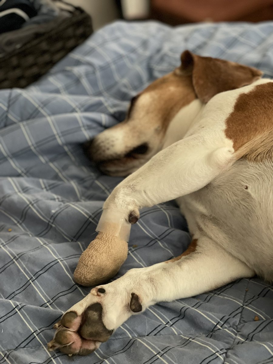 OliverBeagleBoy's tweet photo. I slept right through the fireworks 🎆 last night! Hope all my friends had a safe and happy 4th!! 🐶💕 #beagle #dogsarefamily #beagles https://t.co/2KHo1bs9pR