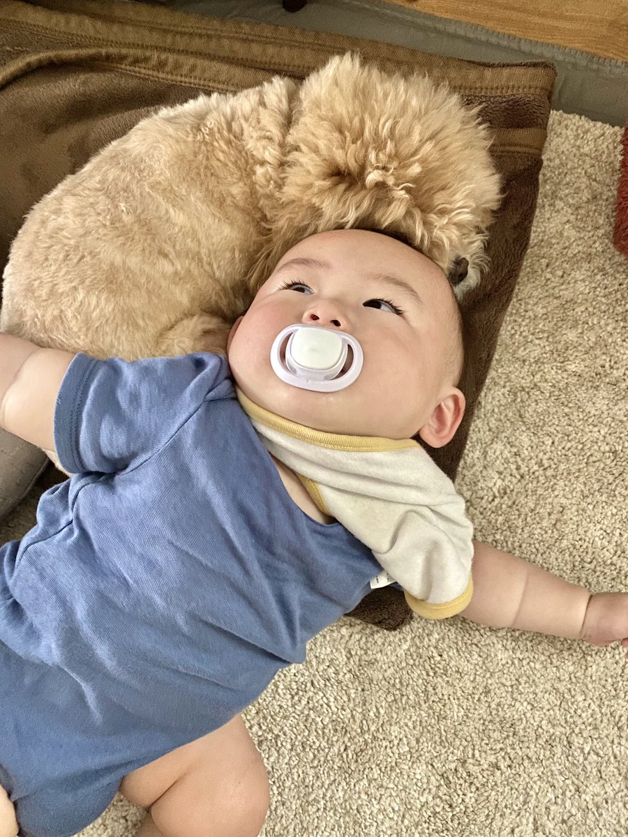 comani_rita's tweet photo. 今日もなかよししてました👶🏻🧸🍒
コマニお姉ちゃんは今日も優しくて偉かた！坊ちゃんのおせんべい狙わなかたら完璧だよ！！ばく https://t.co/0p6jHsrwKL