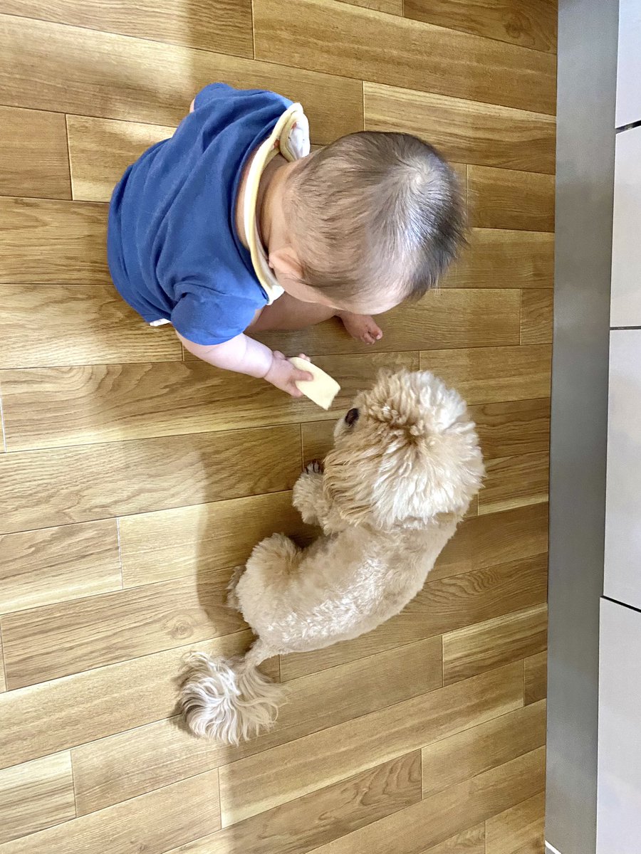 comani_rita's tweet photo. 今日もなかよししてました👶🏻🧸🍒
コマニお姉ちゃんは今日も優しくて偉かた！坊ちゃんのおせんべい狙わなかたら完璧だよ！！ばく https://t.co/0p6jHsrwKL