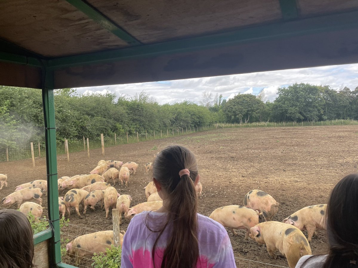 Y5 residential : Fun @RovesFarm ! 🐷🐄🐑🐓 Tractor ride