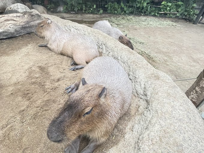 現品限り一斉値下げ！】 カピバラ母さん その他 - innovatium.com.br