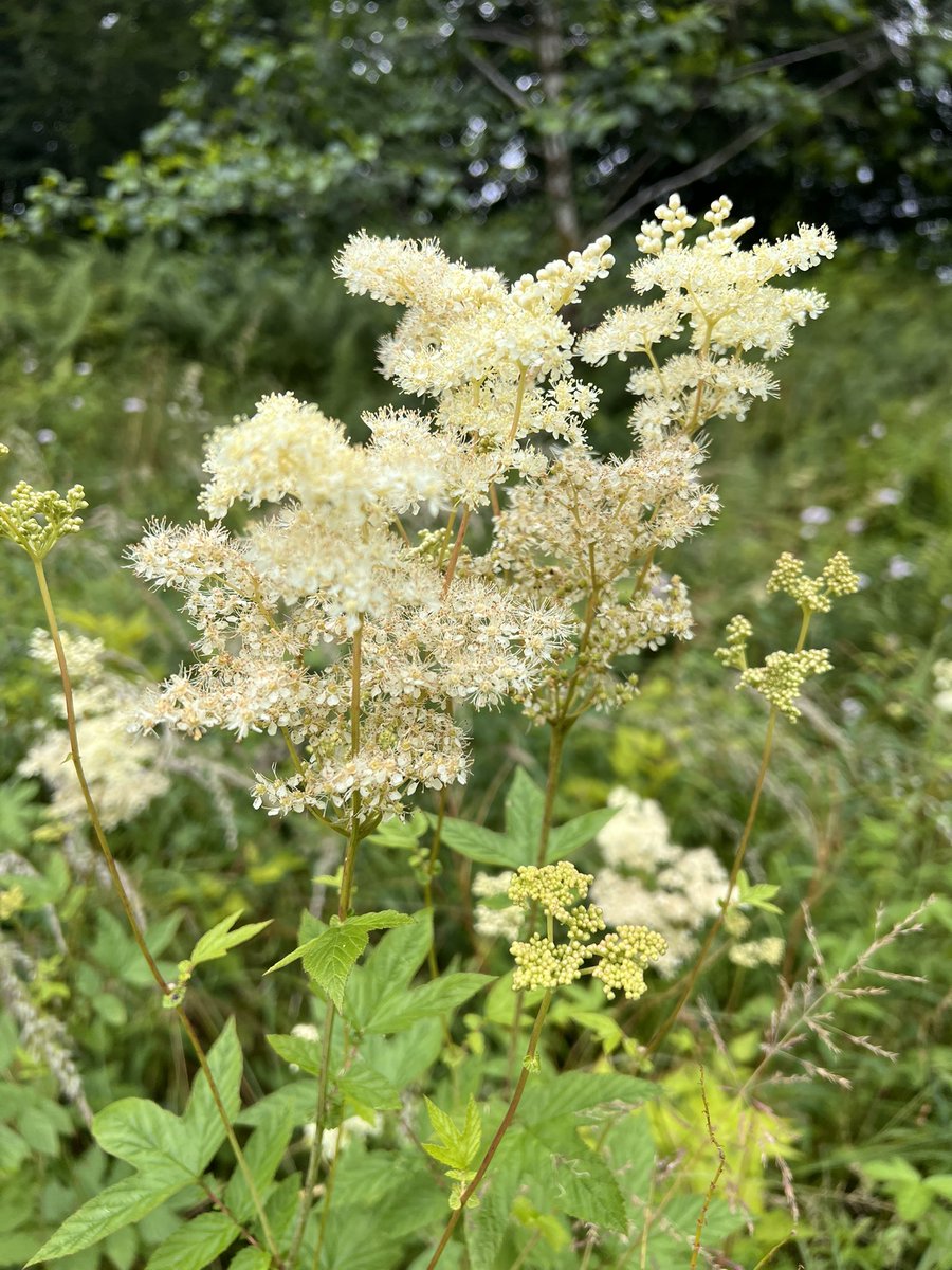 Meadowsweet!