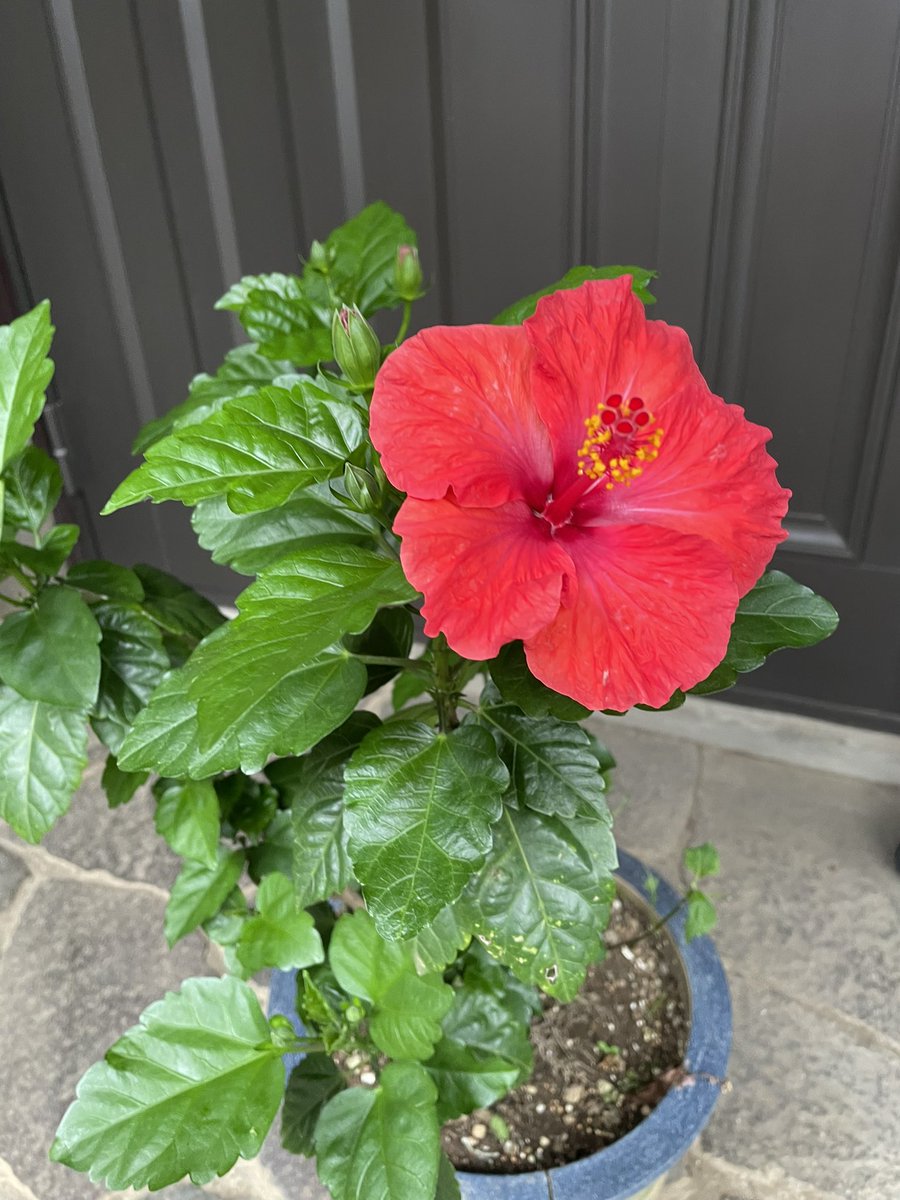 kodomo555's tweet photo. hibisco🌺lindo!!!
#ハイビスカス https://t.co/CrAM2uB84t