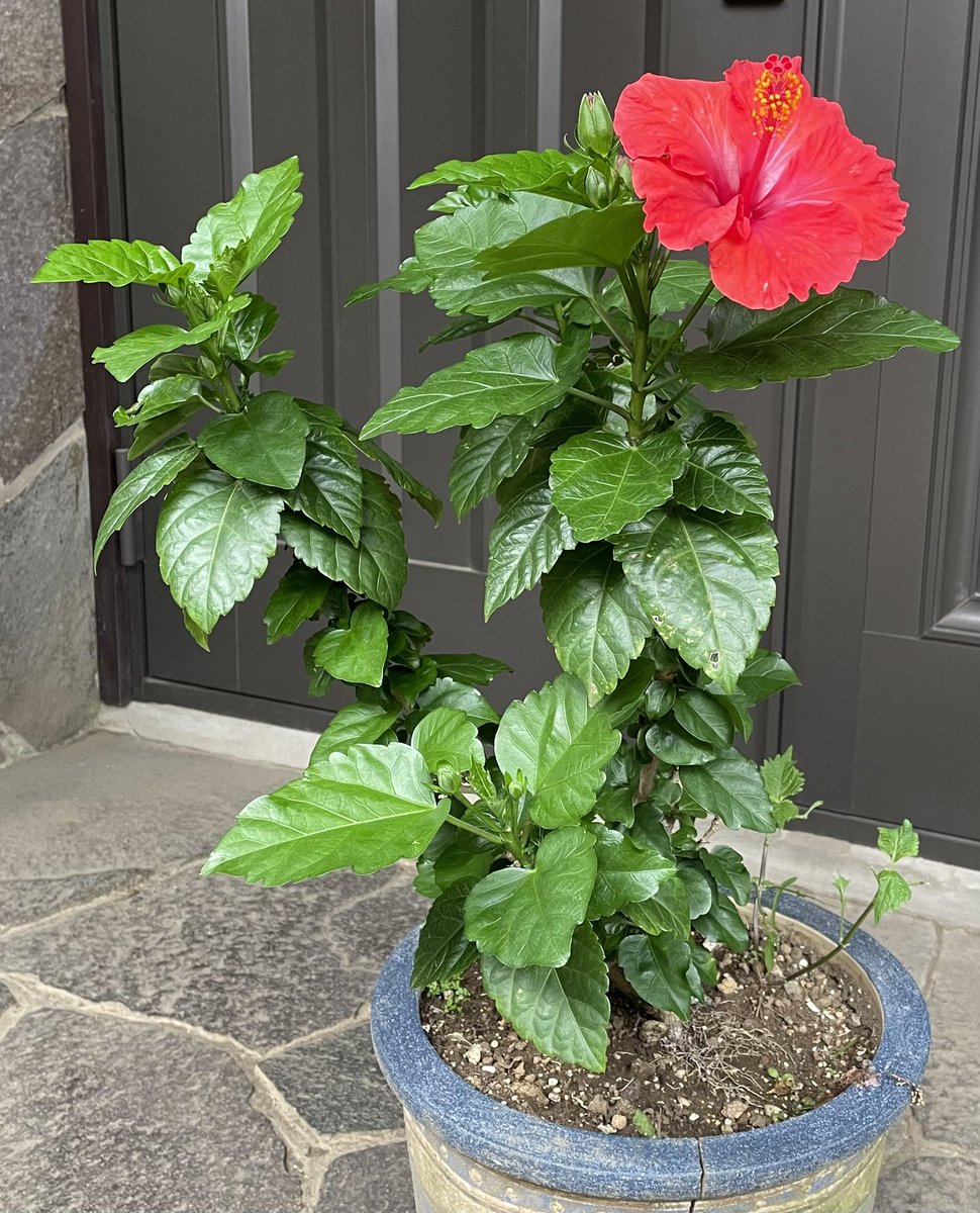 kodomo555's tweet photo. hibisco🌺lindo!!!
#ハイビスカス https://t.co/CrAM2uB84t