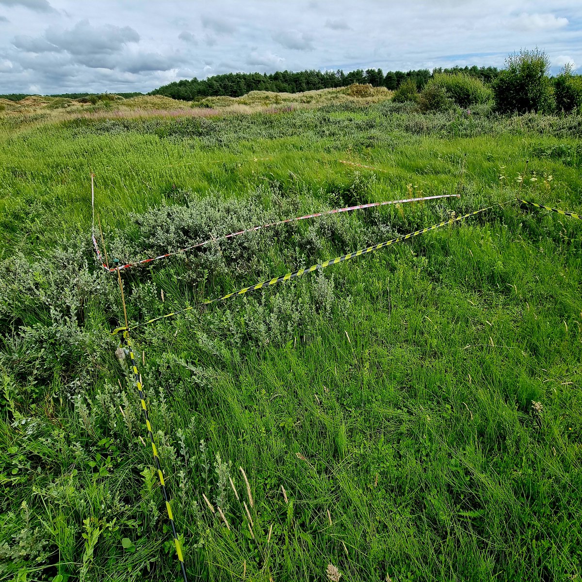 Dr Jonathan Millett (@drjonmillett) on Twitter photo Resurveying our <a href="/DragnetGlobal/">DragNet Global</a> plots. Unsurprisingly a big difference between disturbed and undisturbed... far more plant species in disturbed plots too. Resurveying our <a href="/DragnetGlobal/">DragNet Global</a> plots. Unsurprisingly a big difference between disturbed and undisturbed... far more plant species in disturbed plots too.