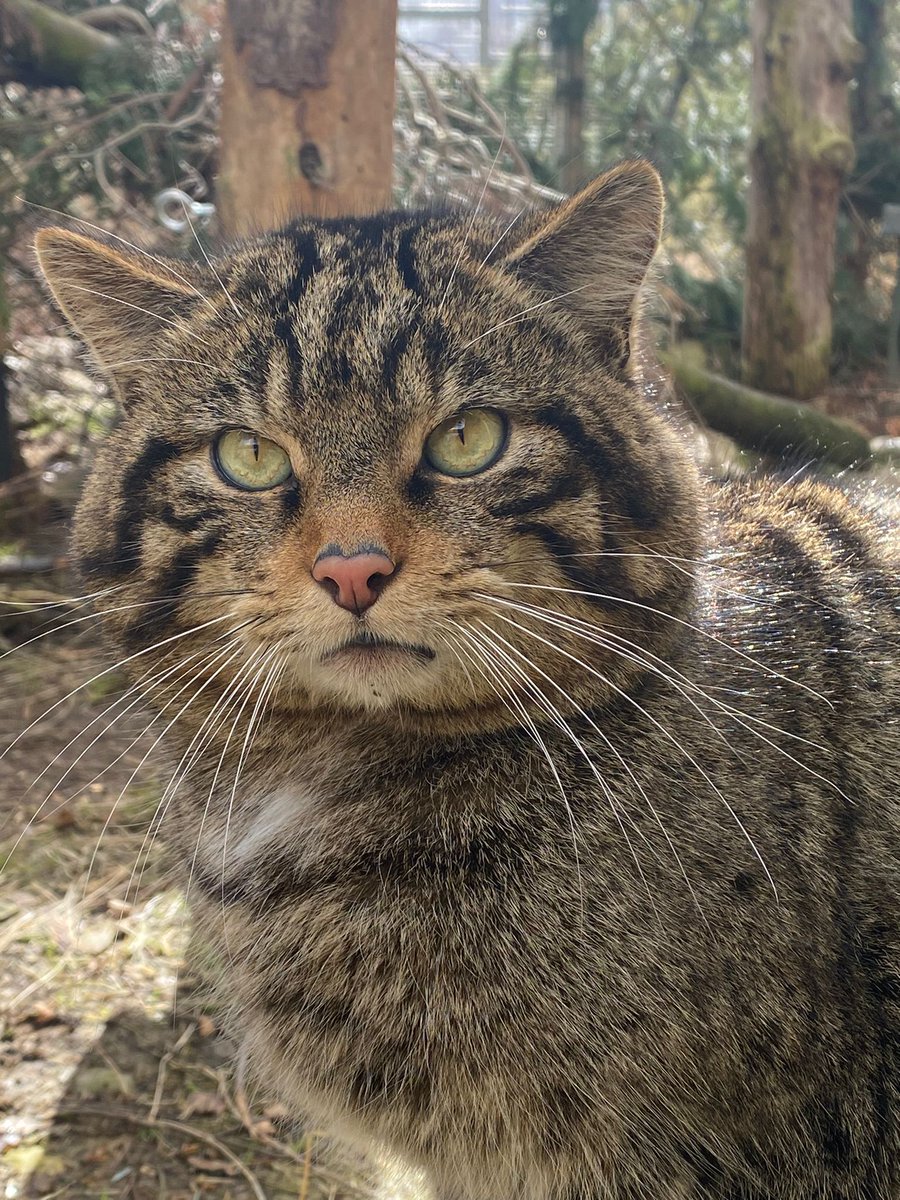 Thanks to people like YOU, wildcats have been released in the Cairngorms National Park 🌲

Sponsor Droma, Fruin or Cranachan to receive exclusive updates about them and their kittens, who could be among those released in 2024 🐾

Find out more ➡️ savingwildcats.org.uk/sponsor