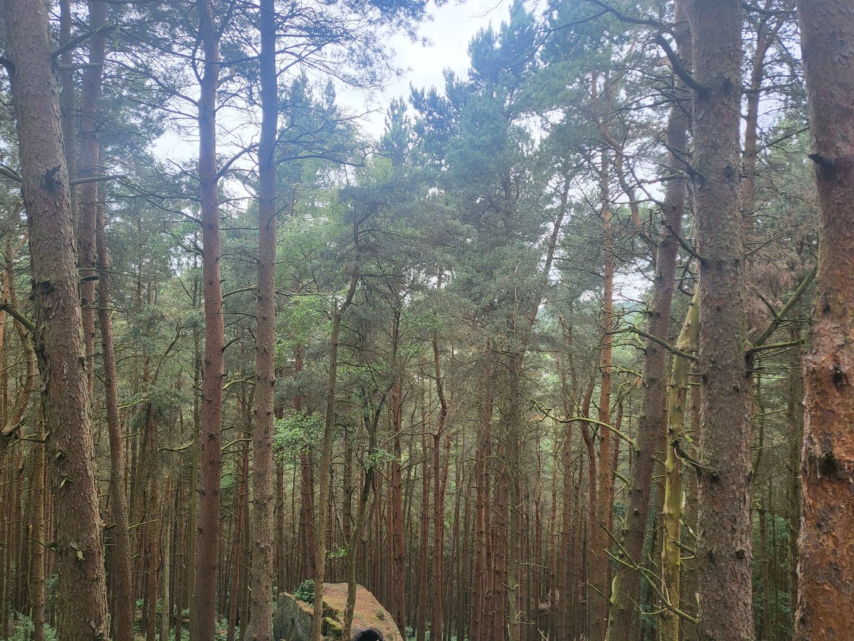 It's my husband's birthday and we decided to spend our lunchtime having a cute little picnic at the folly in the woods, which was just perfect. 🌲