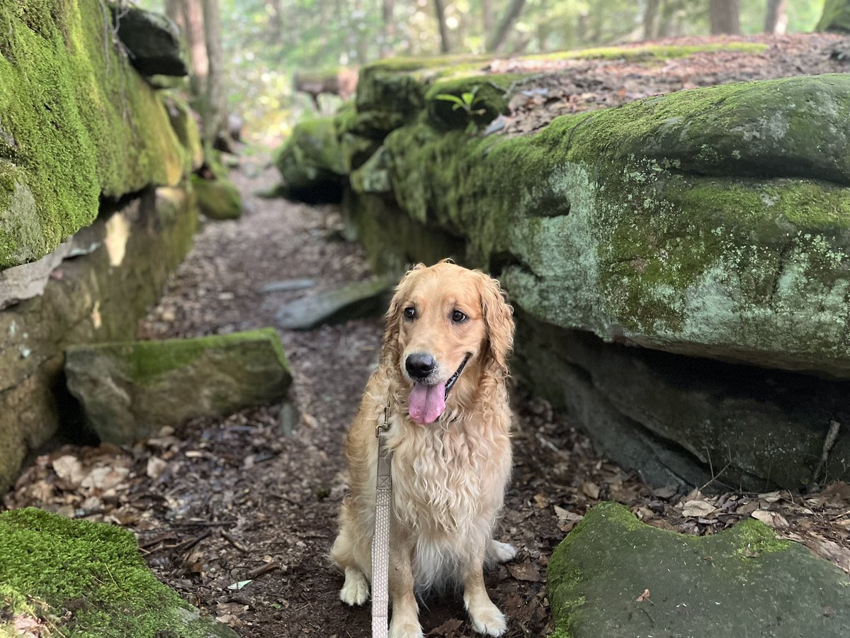 CookLowCarb's tweet image. My dog enjoys being out in the woods.  #goldenretriever #cookforest