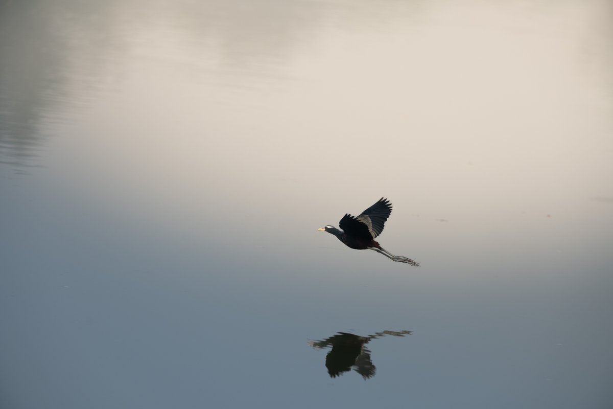 In sync with nature: Bronze-winged Janca dances with its watery twin

#ThePhotoHour #SonyAlpha #CreateWithSony #SonyAlphaIn #IndiAves #BirdsOfIndia #birdwatching