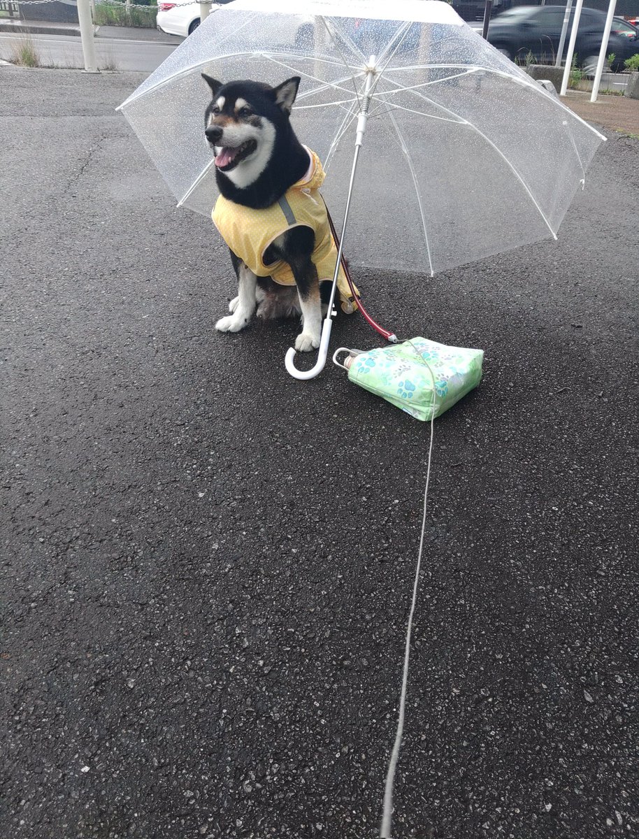 傘さしぃ～ぬ
雨宿りぃ～ぬ
#犬のいる幸せ
母ちゃんは雨濡れ
