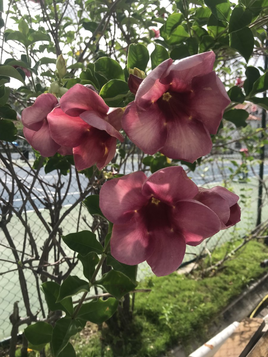 Found these growing wild beside a tennis court. Since I have a black thumb, I appreciate living where Mother Nature provides flowers for me to enjoy without my ‘help’. #sxm #dogwalk #carribean
