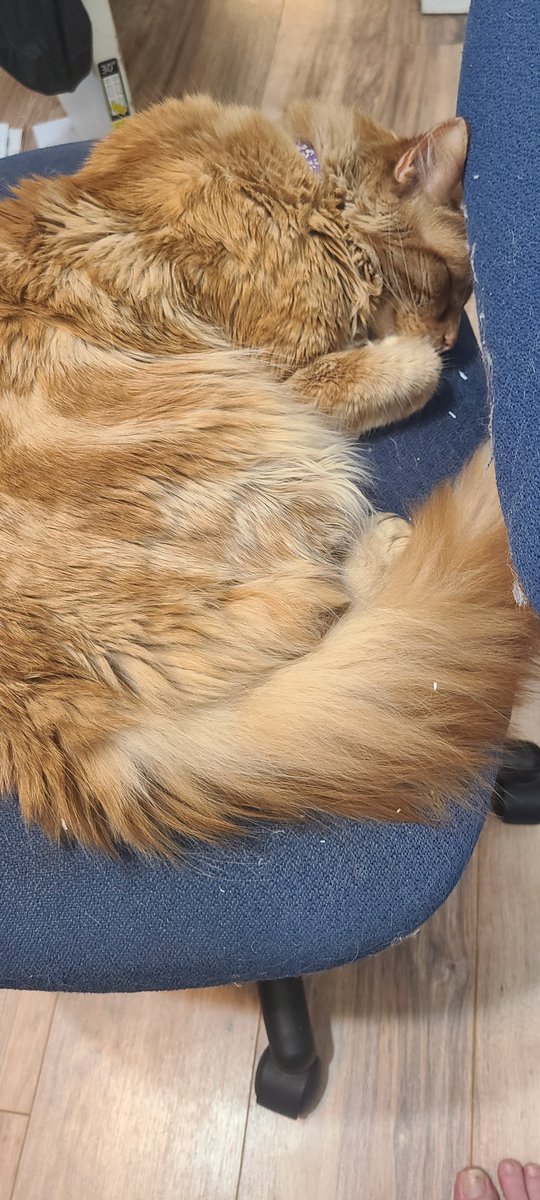 Spinymaus's tweet photo. Got a little painting in this morning, with a little helper nearby 
#warhammer #w40k #miniature #minipainting #cats #paintingminiatures https://t.co/k3lH4zXbRX