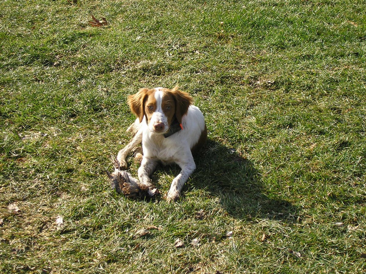 SOJ203's tweet image. Experience the Perfect Partnership: Pheasant Hunting with a Great Dog. Witness the unmatched bond between hunter and canine, as we navigate fields, flush out birds, and revel in the joy of the hunt. It&apos;s a harmonious blend of skill and companionship! #HuntingWithDogs