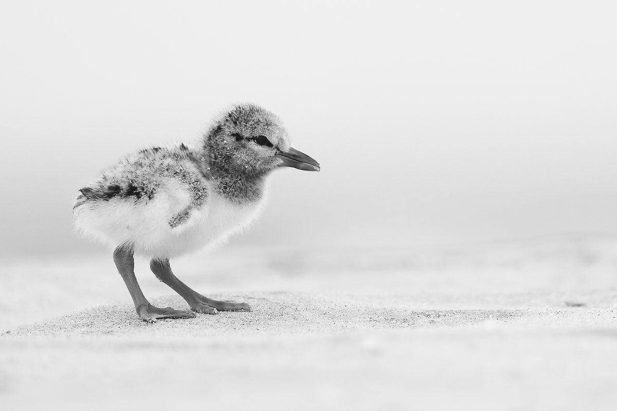 Baby American Oystercatcher on the sand🥰#sharetheshore #nyc #birds #birdphotography corderonature.com