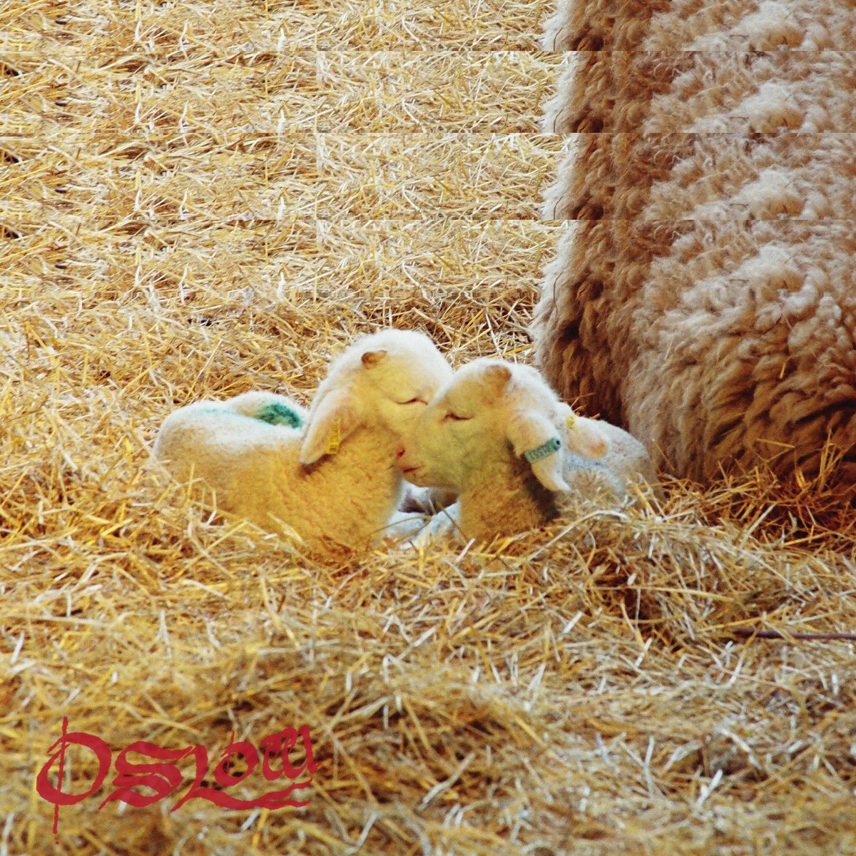 Brudenell Presents tweet media