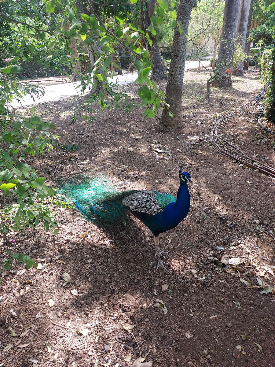 thomasgruff35's tweet image. Sant'Anton Palace Gardens - Ħal Balzan