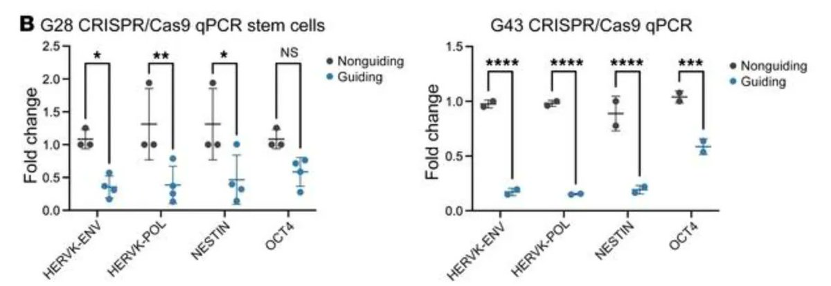 Journal of Clinical Investigation (@jclinicalinvest) on Twitter photo Human endogenous retrovirus-K maintains the cancer-stem cell phenotype in glioblastoma: buff.ly/3pxzLXC
@ashishshahmd4 @umsvilab <a href="/NINDS/">olivia hawkins</a>
#StemCells #Virology Human endogenous retrovirus-K maintains the cancer-stem cell phenotype in glioblastoma: buff.ly/3pxzLXC
@ashishshahmd4 @umsvilab <a href="/NINDS/">olivia hawkins</a>
#StemCells #Virology