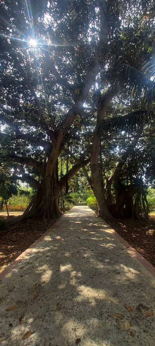 thomasgruff35's tweet image. Sant'Anton Palace Gardens - Ħal Balzan