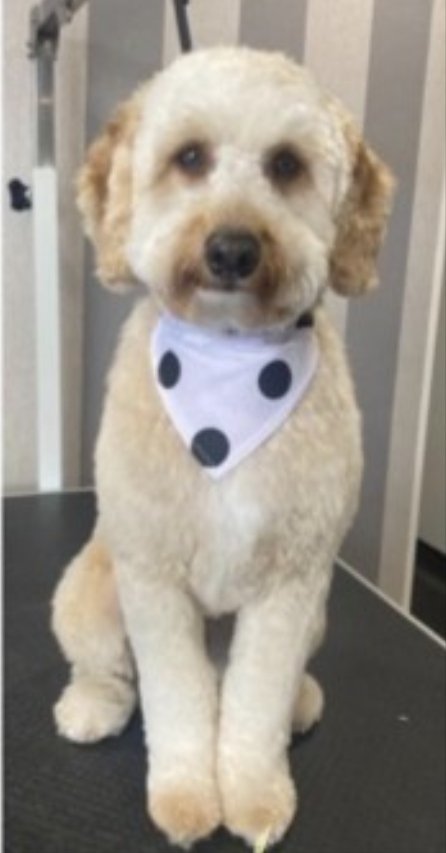 bs2510's tweet photo. BUDDY #SpanielHour

Male #Labradoodle Neutered Young Adult Golden with pale face Tagged Microchipped

#Missing 30 Jun 2023 Holly House Boarding #Polstead CO6
Dog is timid please do not chase, report immediately

https://t.co/t4LCJYbTT3 https://t.co/gQAdxJkXn3