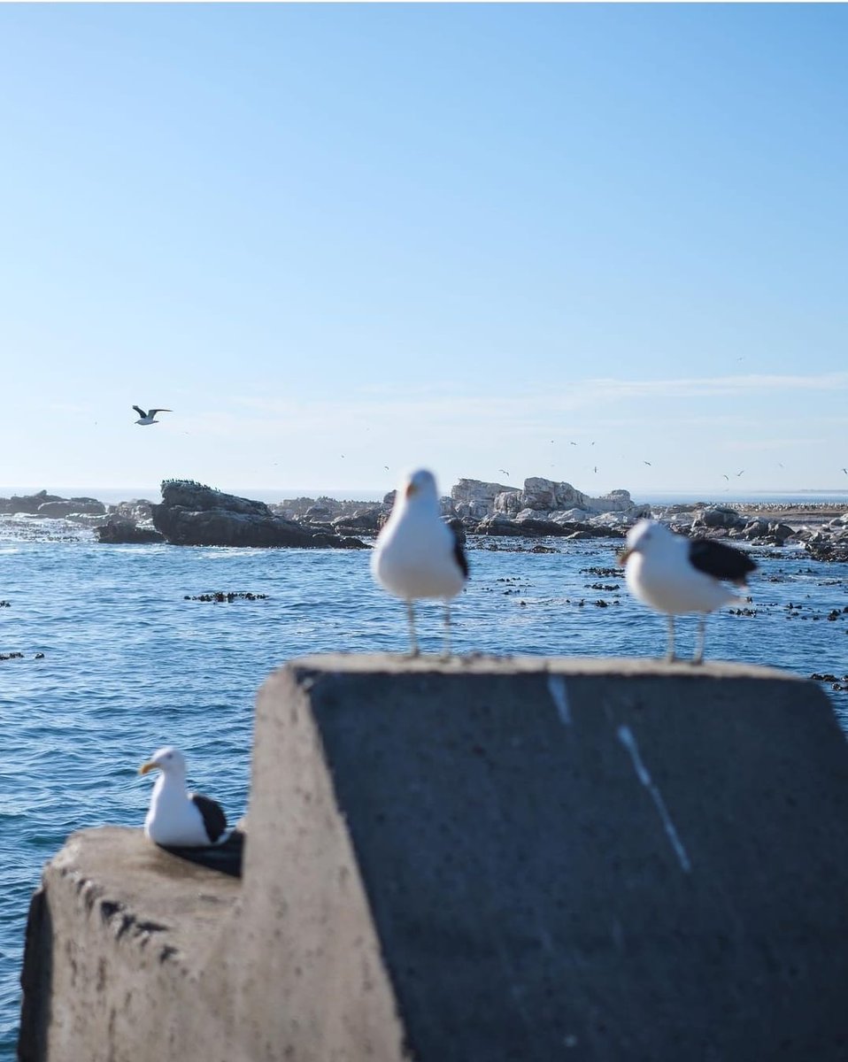 Calling all nature lovers! Discover the breathtaking beauty of Lambert Bay Nature Reserve, where serenity meets wilderness. 🍃

📸:<a href="/eastafternoon/">Georgia East</a> 

#lovenature #lambertbaynaturereserve