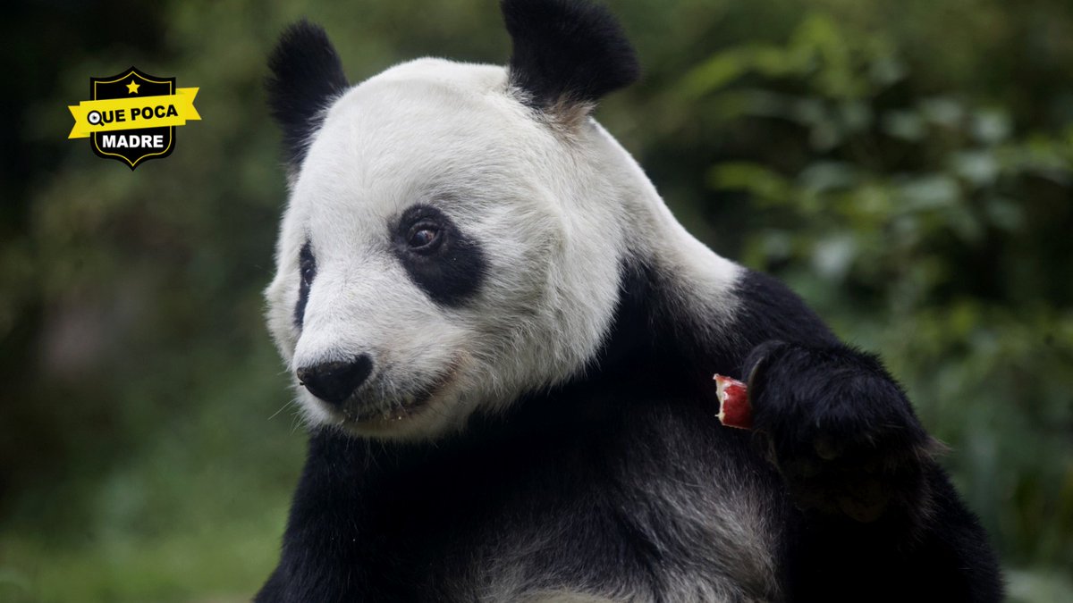 QuePocaMadre_Mx's tweet image. ESTAS SON #LasMañanitas‼ PANDA GIGANTE DE #Chapultepec CELEBRA SU #Cumple 🐼🎂🥳

La panda #XinXin, del #ZoológicoDeChapultepec, celebró su cumpleaños número 33 con una piñata de frutas. Duplicado su expectativa de vida, se ha convertido en una de las más longevas del mundo.