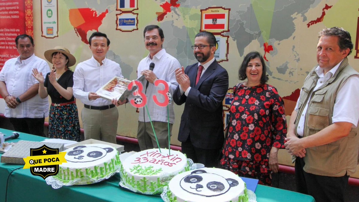 QuePocaMadre_Mx's tweet image. ESTAS SON #LasMañanitas‼ PANDA GIGANTE DE #Chapultepec CELEBRA SU #Cumple 🐼🎂🥳

La panda #XinXin, del #ZoológicoDeChapultepec, celebró su cumpleaños número 33 con una piñata de frutas. Duplicado su expectativa de vida, se ha convertido en una de las más longevas del mundo.