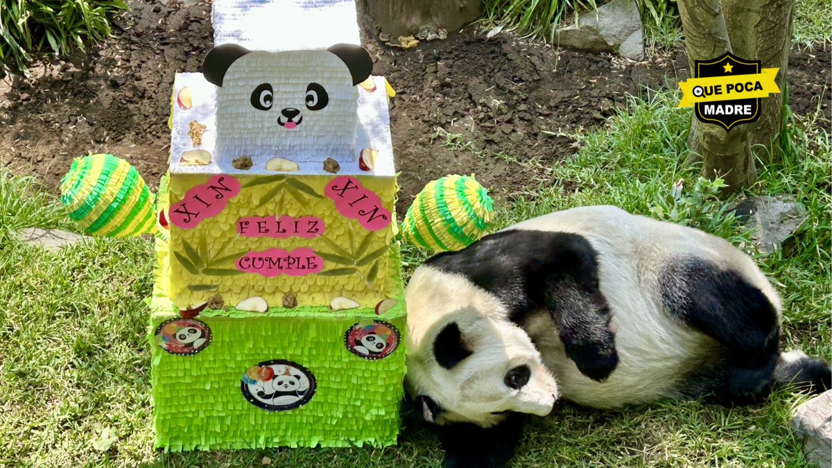 QuePocaMadre_Mx's tweet image. ESTAS SON #LasMañanitas‼ PANDA GIGANTE DE #Chapultepec CELEBRA SU #Cumple 🐼🎂🥳

La panda #XinXin, del #ZoológicoDeChapultepec, celebró su cumpleaños número 33 con una piñata de frutas. Duplicado su expectativa de vida, se ha convertido en una de las más longevas del mundo.