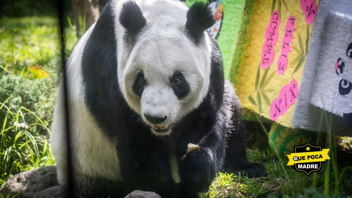 QuePocaMadre_Mx's tweet image. ESTAS SON #LasMañanitas‼ PANDA GIGANTE DE #Chapultepec CELEBRA SU #Cumple 🐼🎂🥳

La panda #XinXin, del #ZoológicoDeChapultepec, celebró su cumpleaños número 33 con una piñata de frutas. Duplicado su expectativa de vida, se ha convertido en una de las más longevas del mundo.