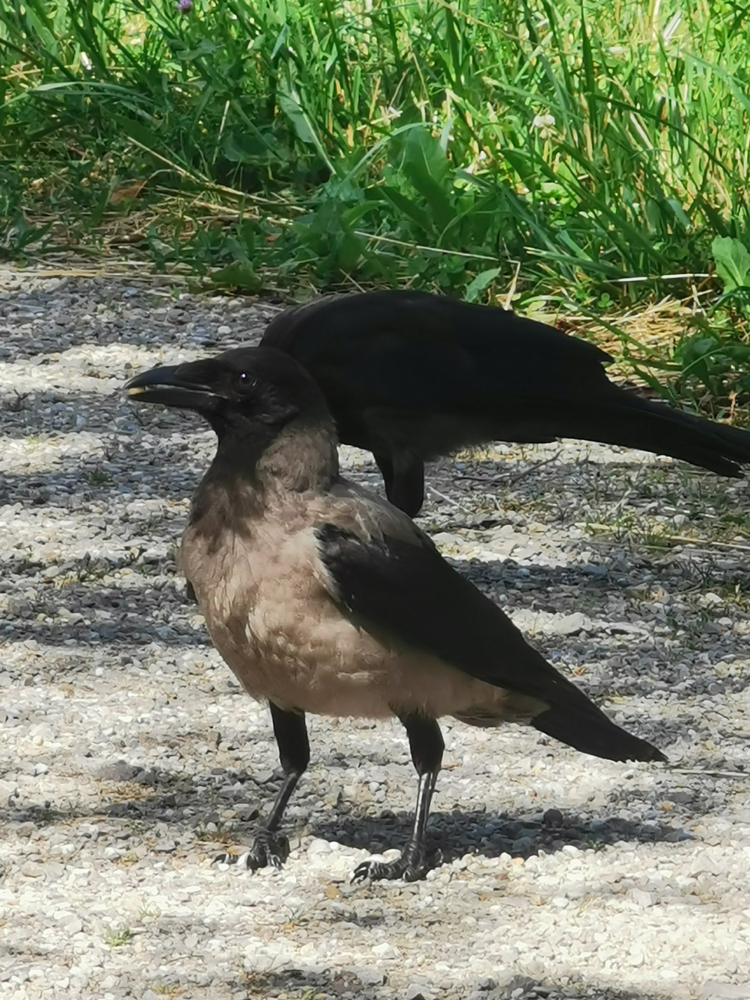 The Future Of Telegram After The Lyra Crow Leak - kyh0ekx
