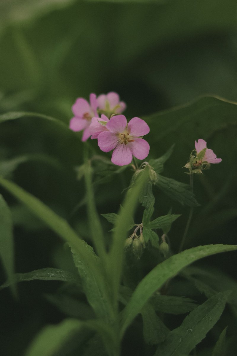 kailadphoto's tweet photo. I have never known peace like the damp grass that yields to me https://t.co/XATf4tFZsD