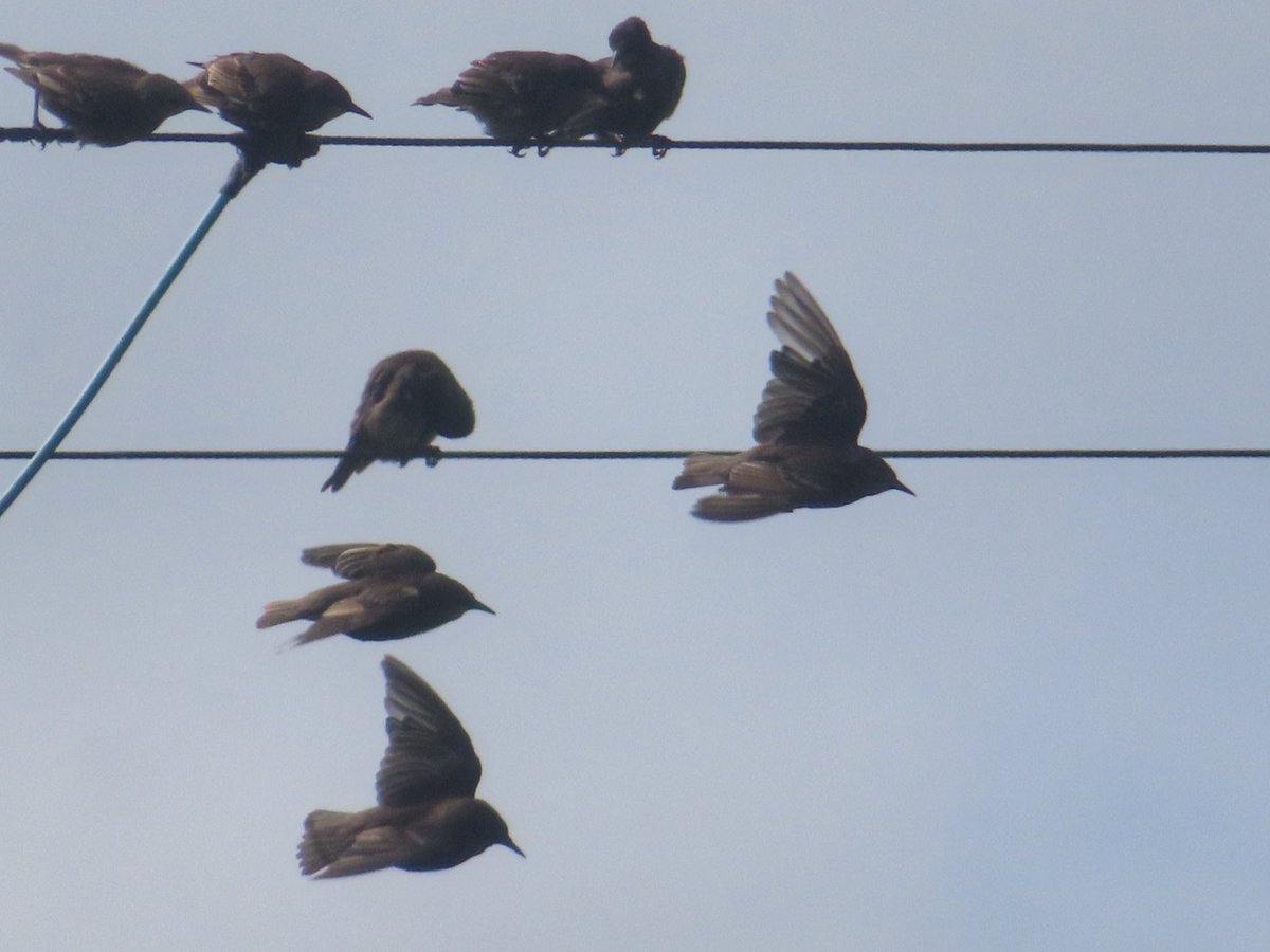Sheet music Starlings in Ballymanus today in #DonegalabouttheLight #starlings #musicalnotes #birdsonawire #birdonthewire #nature #wildlife #birds