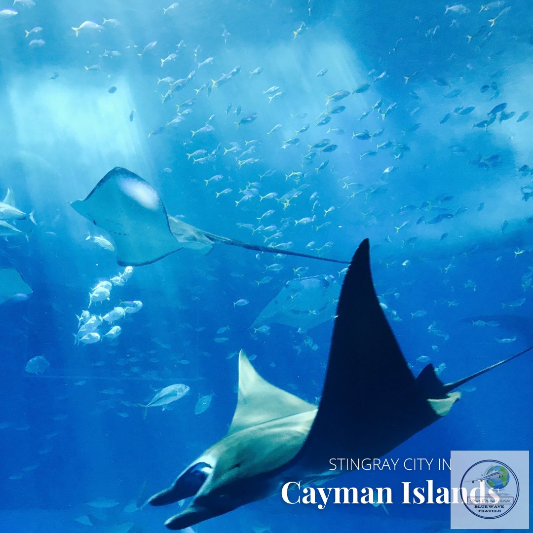 prettyldy81's tweet photo. Stingray City in the Cayman Islands is one of the most fascinating attractions in the Caribbean worthy to be on your travel ✈️ bucket list. The colorful coral reefs, crystal clear waters, and gigantic stingrays need no introduction. It is simply beautiful! Name a sea animal. https://t.co/wv65QnnUWD