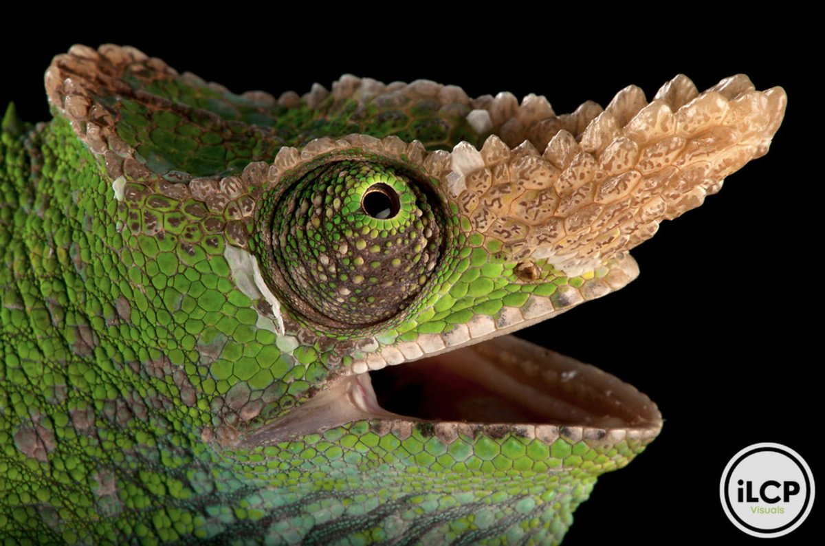 ILCP's tweet image. A West Usambara two-horned chameleon (Kinyongia multituberculata) at the Houston Zoo.

© Joel Sartore / iLCP
_____
#ilcp #ilcp_photographers #imagelicensing #chameleon #conservationphotography #photoark #videoark