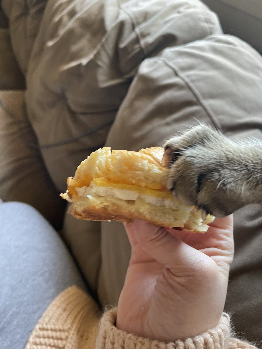 feederofcats's tweet photo. POV you're eating anything containing bread in my house https://t.co/hIa6PlQzf1
