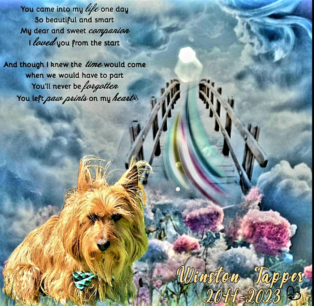 mmacgee50's tweet photo. @jaketapper Very sorry for your loss 🐾💔 https://t.co/VVEKUtPB8S