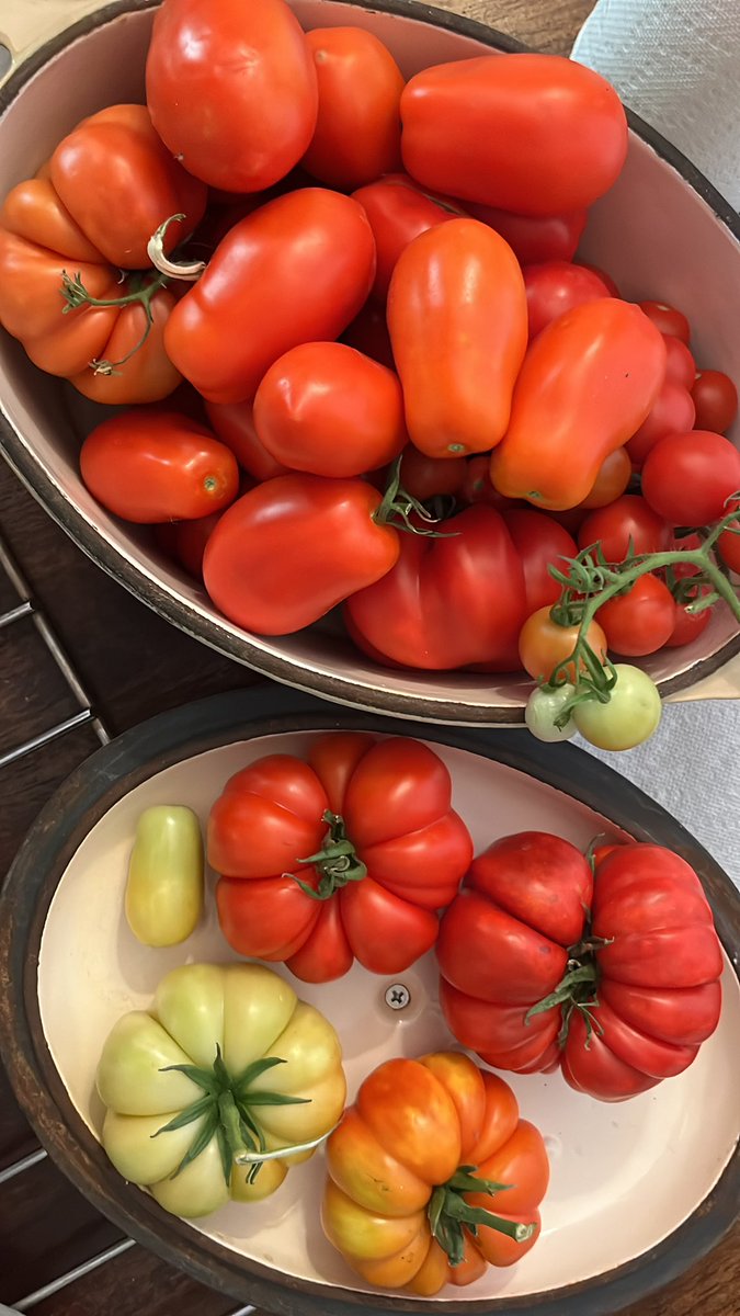 Tomatoes! #summerharvest #Tomatoes  #gardening #Homegrown 🤓👨🏻‍🌾