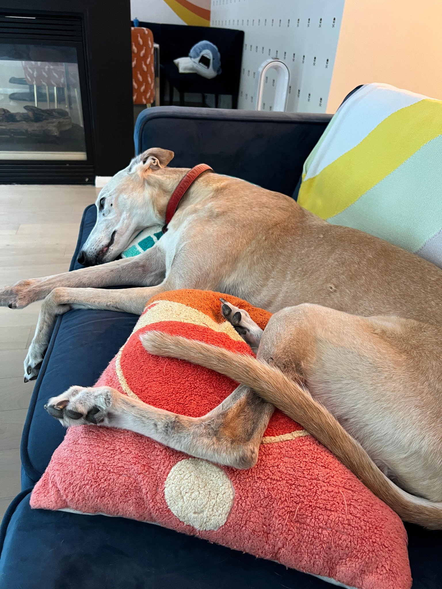 Cherie DeVille on Twitter "My potato dog Rocket https//t.co